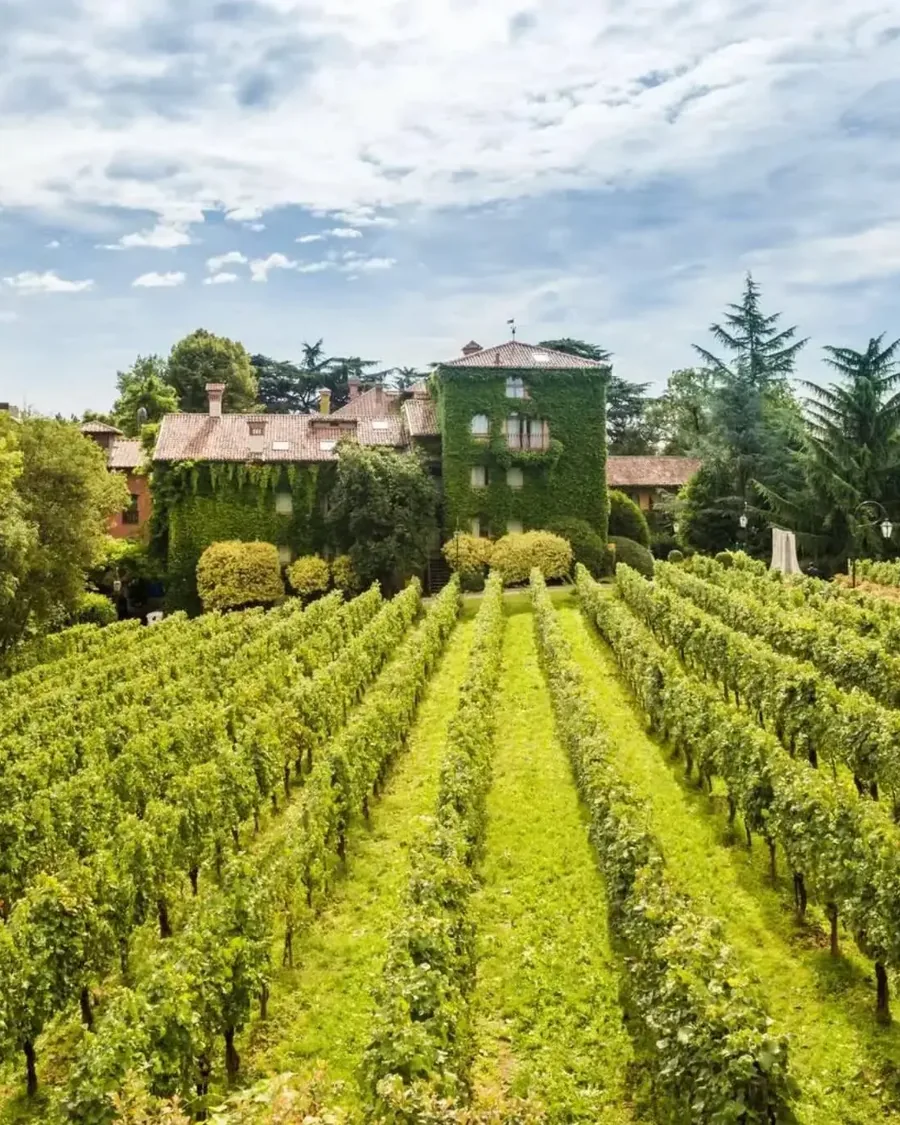 Rows of vineyard at dusk on a Tuscan hillside, with a stone farmhouse in the distance.